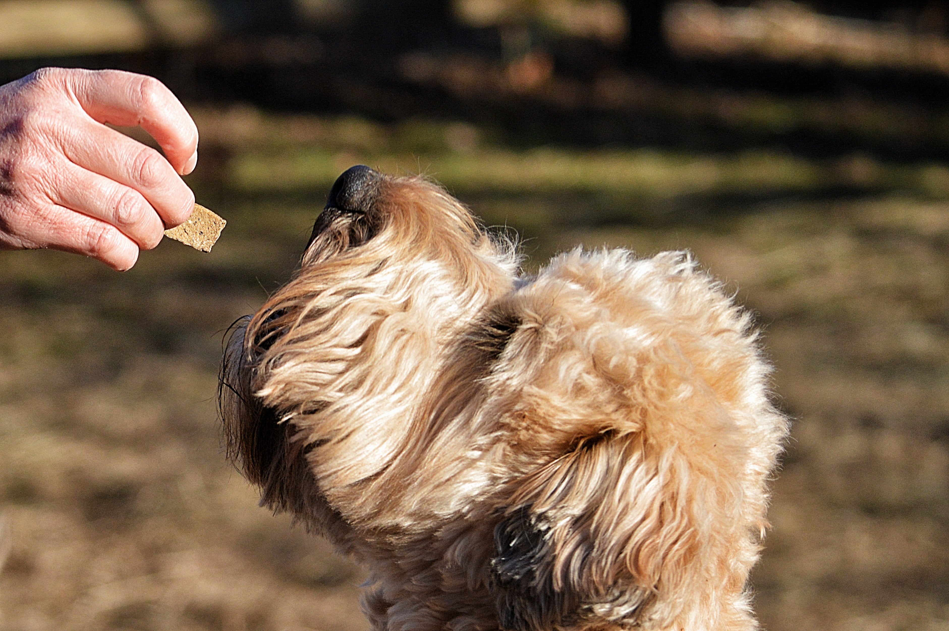 How Much Food Should My Dog Eat