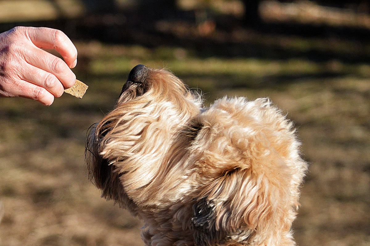 how-much-food-should-my-dog-eat-saint-rocco-s-treats