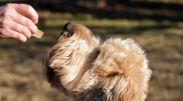 How Much Food Should My Dog Eat