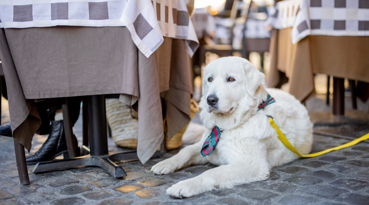 Taking Your Dog to a Restaurant