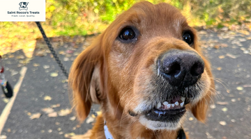 Protecting Your Dog from People – Preventing Dog Theft