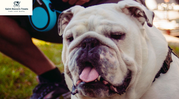 Separation Anxiety in Your Dog