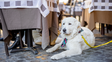 Taking Your Dog to a Restaurant