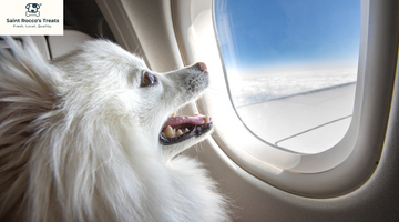 Traveling with Your Dog