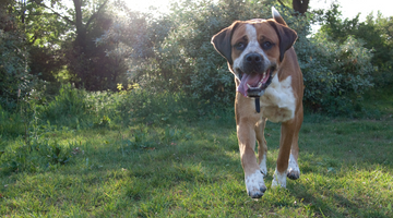 How to Teach Your Dog to Come
