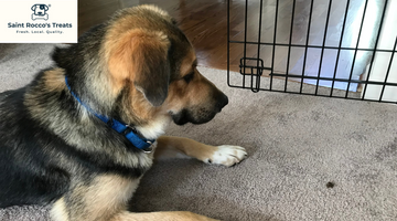 What If Your Dog Does Not Like the Crate?