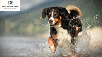 Dangers and Water Safety for Your Dog