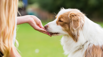Teaching How to Take Treats Gently: Using the Palm Down - Palm Up Technique