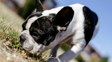 It's All in the Nose - Using Treat Scatters for Mental Stimulation