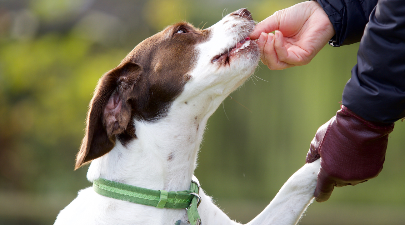 What Is a High-Value Dog Treat?