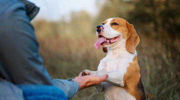 The Best Dog Training Treats to Use