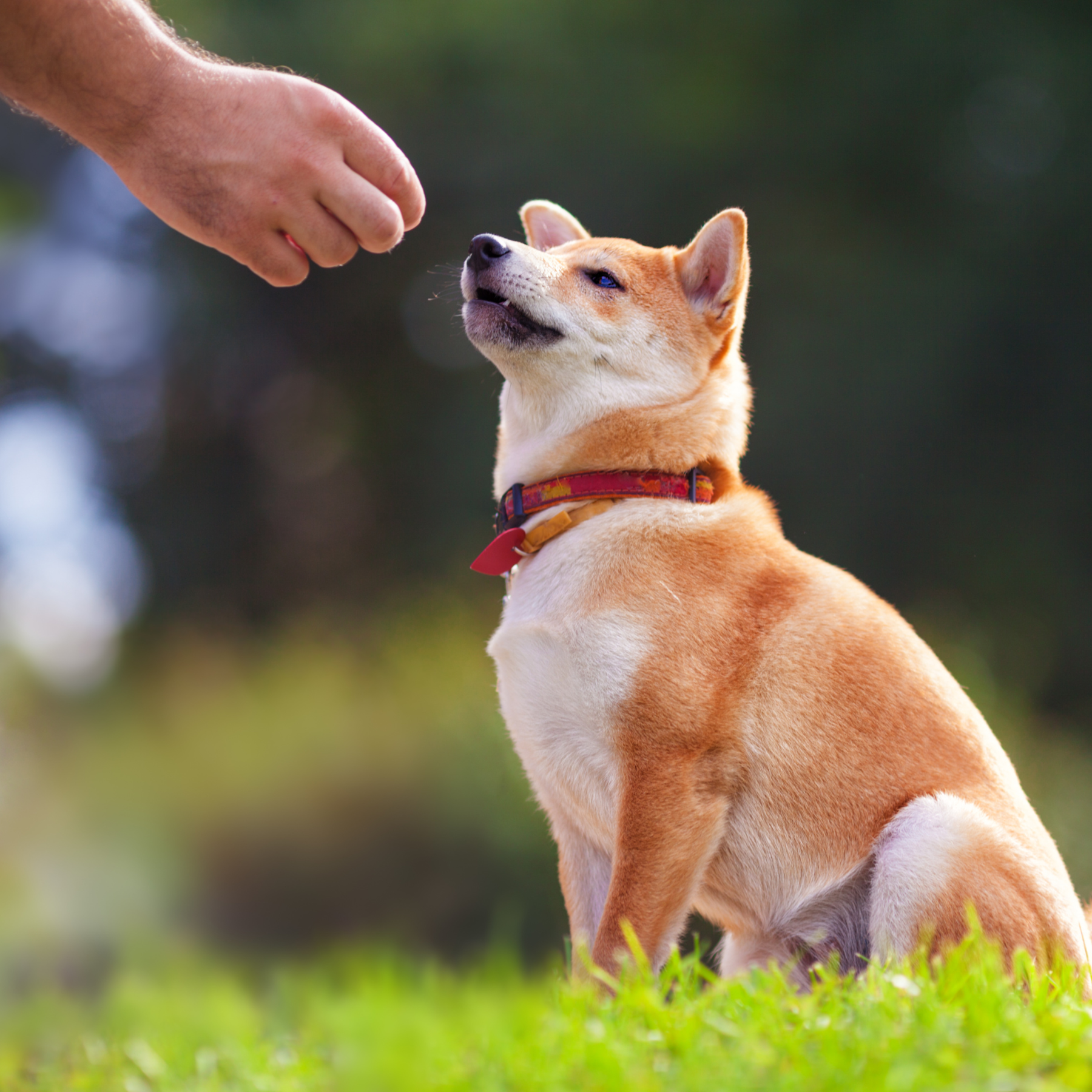 Training Your Dog