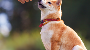 Training Your Dog