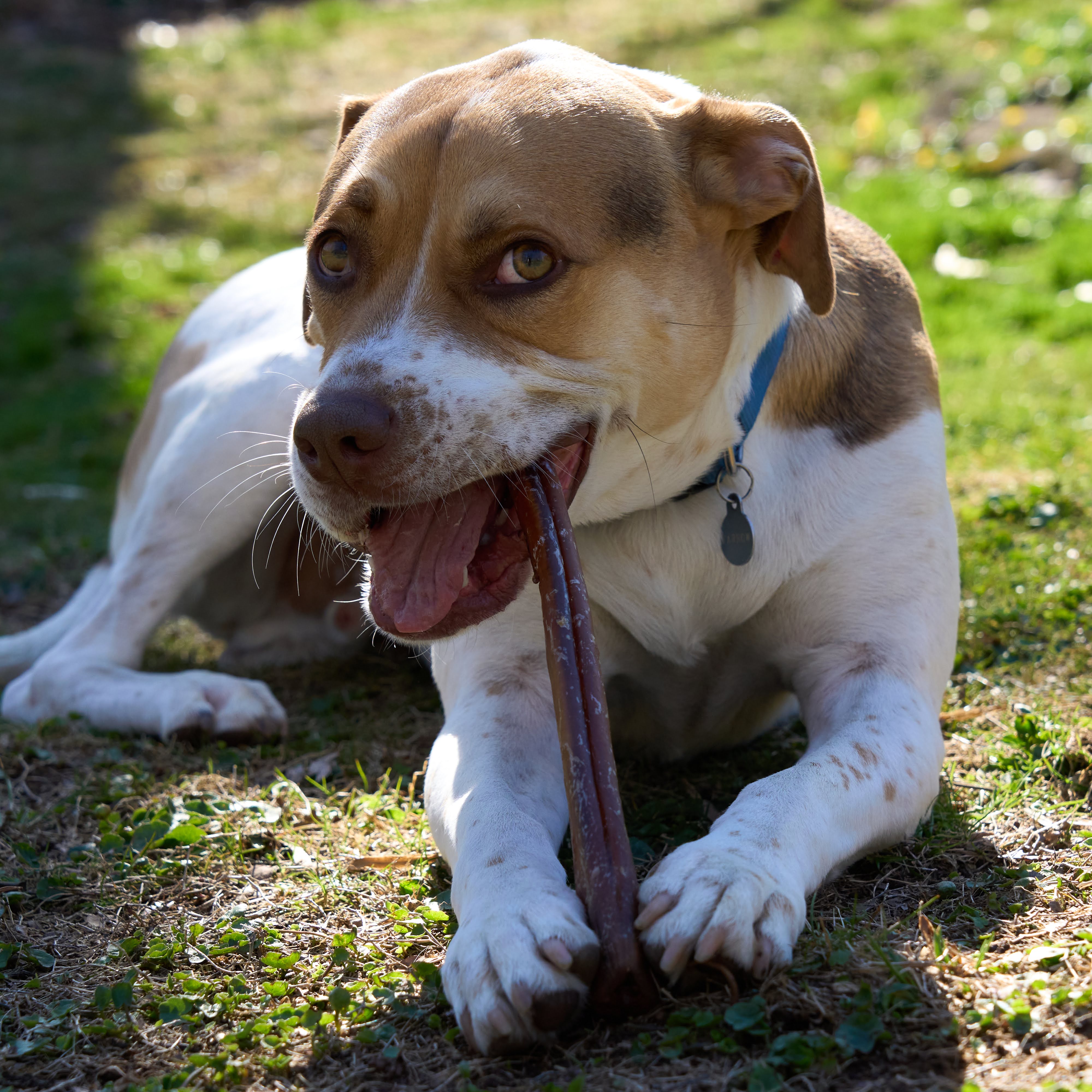 dog chewing on a bully stick