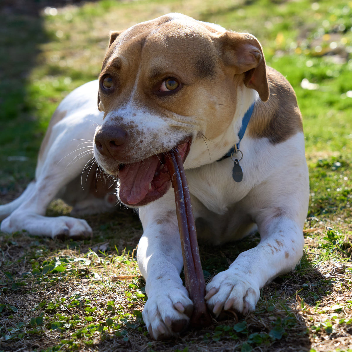 Breed Beagle Pitbull Puppy Beagle Pitbull Mix Black Happy Half