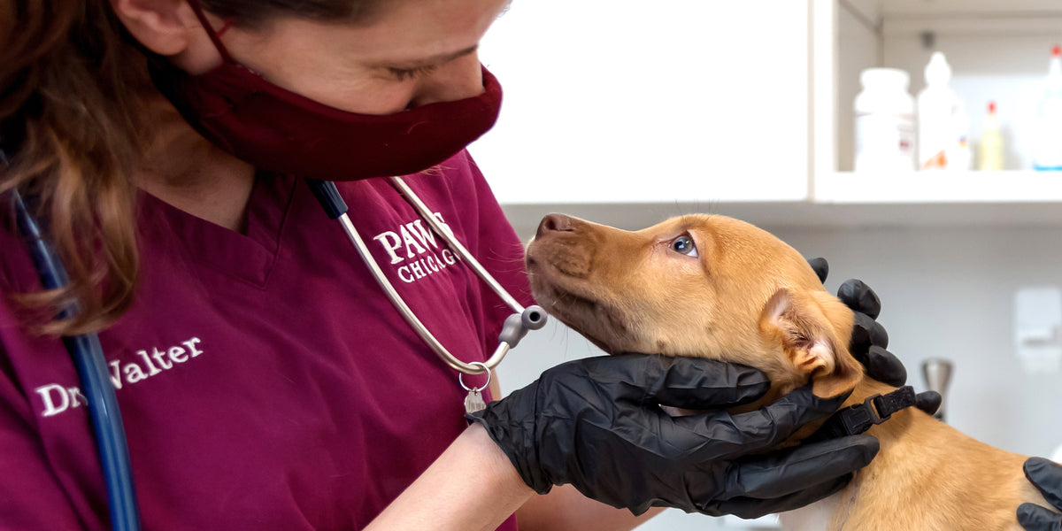 PAWS Chicago surgeon helping dog back to health before adoption event.