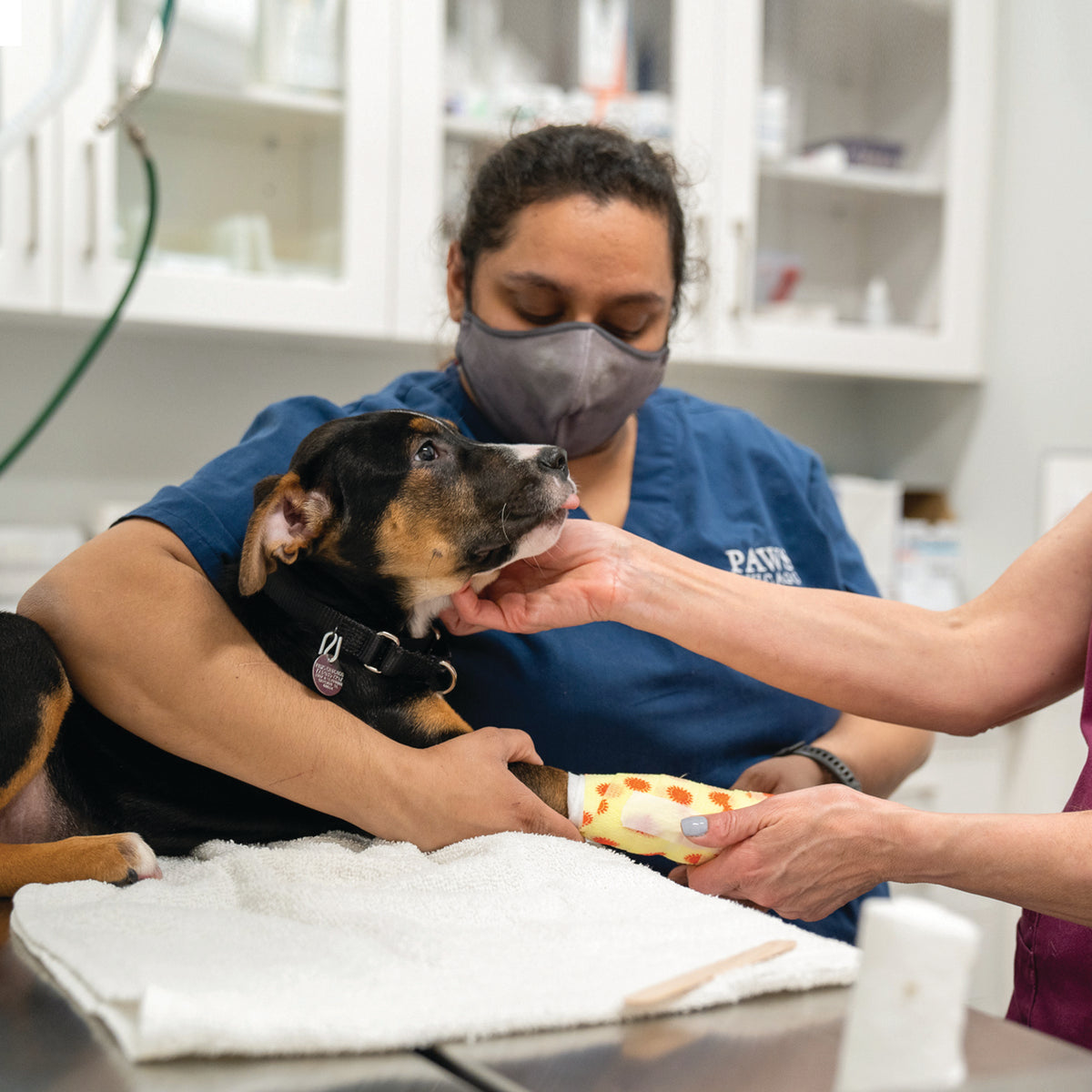 Small dog being cared for at PAWS Chicago.