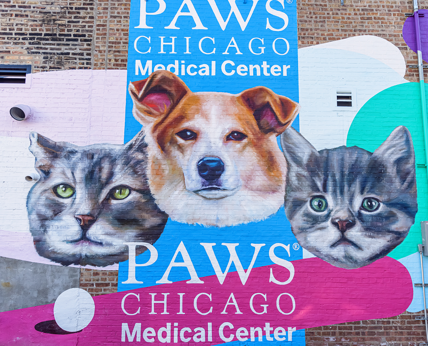 PAWS Chicago mural painting outside their medical center.