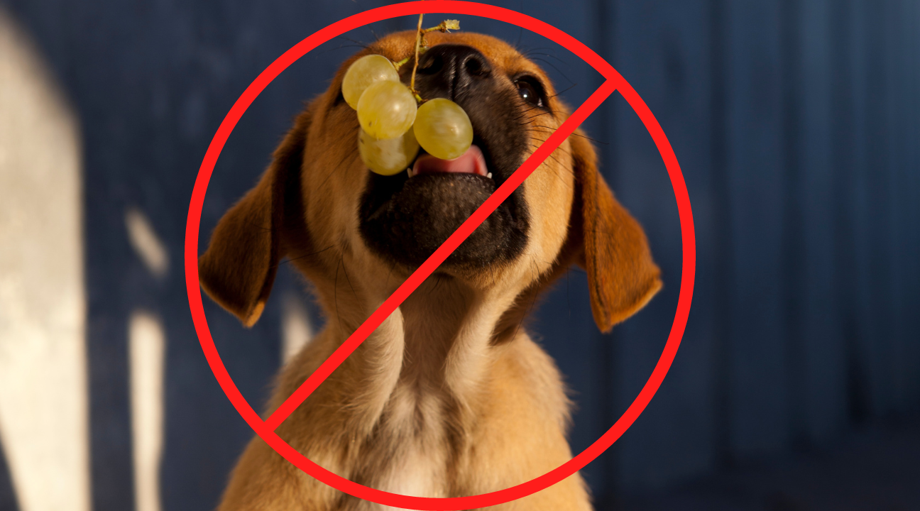 Dangerous Foods for Your Dog