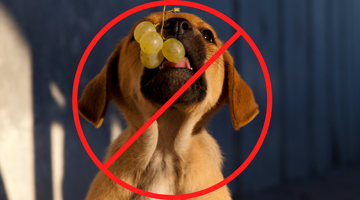 Dangerous Foods for Your Dog