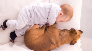 Introducing a New Baby to Your Dog