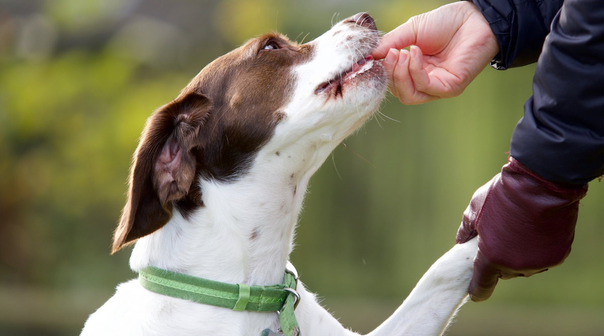 What Is a High-Value Dog Treat? – Saint Rocco's Treats