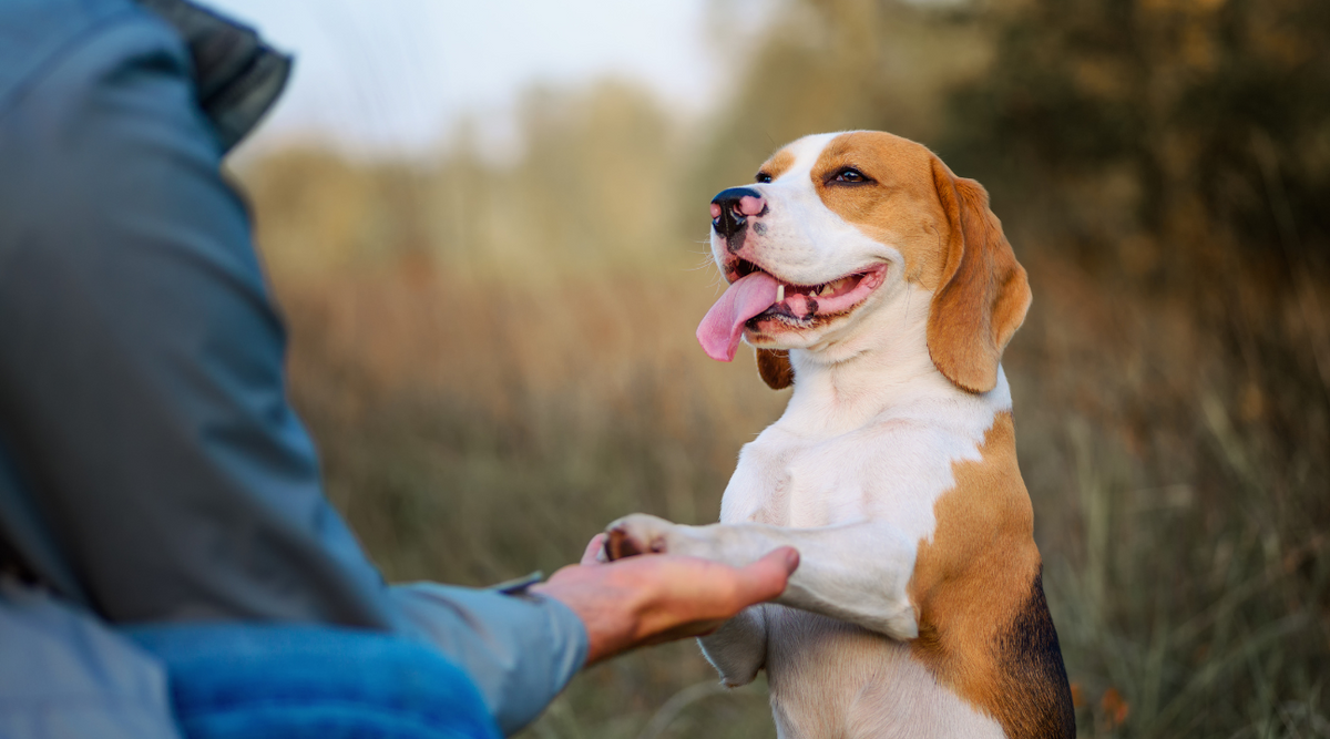 The Best Dog Training Treats to Use – Saint Rocco's Treats