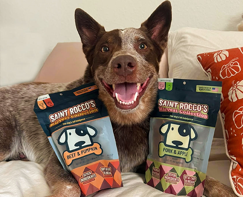 A smiling brown and white dog lies on a bed with two bags of Saint Rocco's Harvest Collection dog treats in front of it. One bag is Beef & Pumpkin and the other is Pork & Apple.