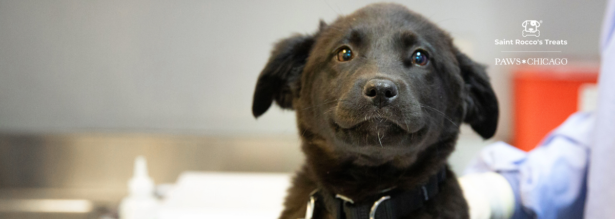 Picture of a cute dog from PAWS Chicago
