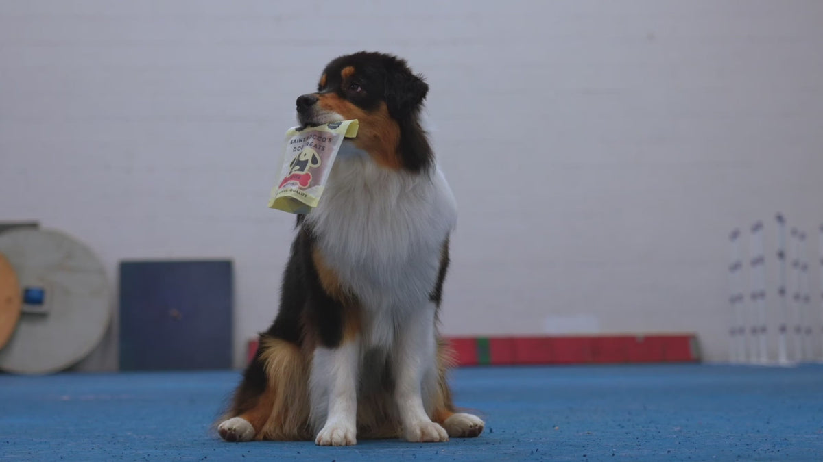 video showcasing saint roccos treats